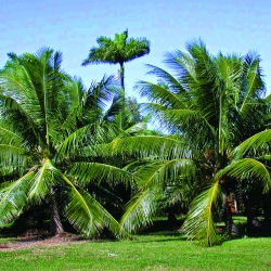 Plots in Mangaon:Coconut Trees